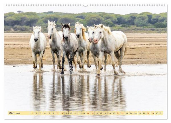 Produktbild: Die wilden Pferde der Camargue (hochwertiger Premium Wandkalender 2026 DIN A2 quer), Kunstdruck in Hochglanz