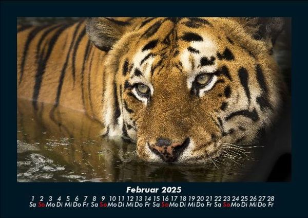 Produktbild: Tiger 2025 Fotokalender DIN A5