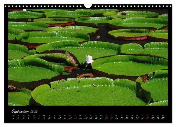 Produktbild: Mauritius (Wandkalender 2026 DIN A3 quer), CALVENDO Monatskalender