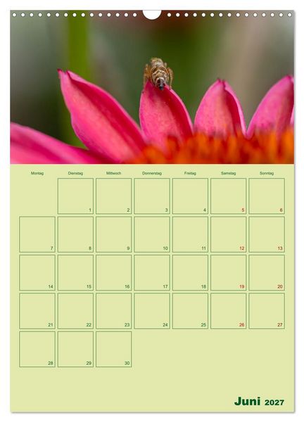 Produktbild: Die Welt der Insekten (Wandkalender 2027 DIN A3 hoch), CALVENDO Monatskalender
