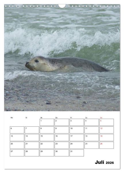 Produktbild: Liebenswerte Robben (Wandkalender 2026 DIN A3 hoch), CALVENDO Monatskalender