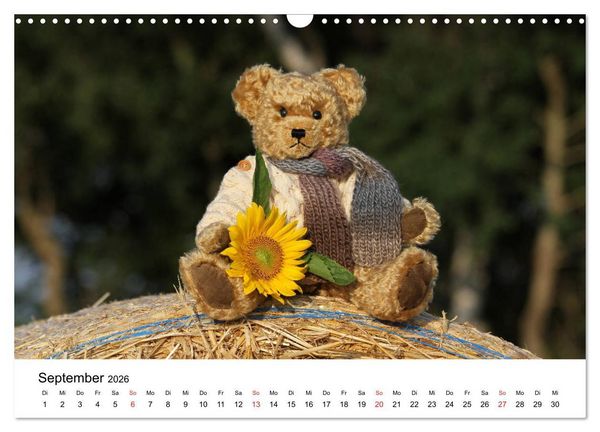 Produktbild: Teddys...jeder liebt sie (Wandkalender 2026 DIN A3 quer), CALVENDO Monatskalender