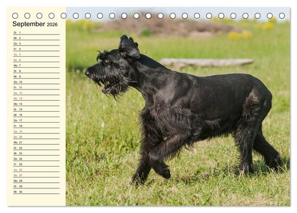 Produktbild: Treuer Freund Riesenschnauzer (Tischkalender 2026 DIN A5 quer), CALVENDO Monatskalender