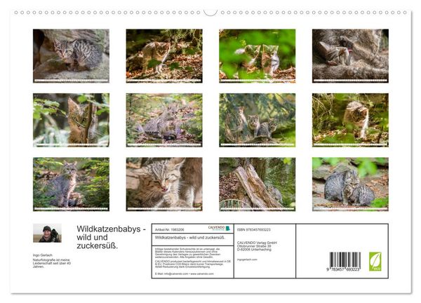Produktbild: Wildkatzenbabys - wild und zuckers&uuml;&szlig;. (hochwertiger Premium Wandkalender 2026 DIN A2 quer), Kunstdruck in Hochglanz