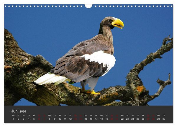 Produktbild: Faszination der Greifv&ouml;gel und Geier (Wandkalender 2026 DIN A3 quer), CALVENDO Monatskalender