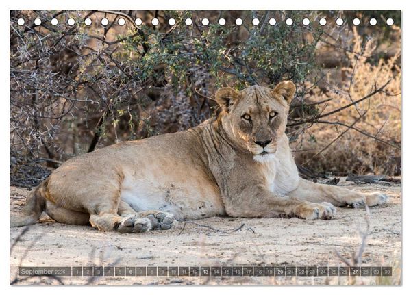 Produktbild: ETOSHA &ndash; Namibia Highlights (Tischkalender 2026 DIN A5 quer), CALVENDO Monatskalender