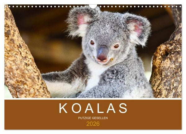Produktbild: Koalas, putzige Gesellen (Wandkalender 2026 DIN A3 quer), CALVENDO Monatskalender