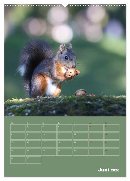 Produktbild: Eichh&ouml;rnchen - Planer (Wandkalender 2026 DIN A2 hoch), CALVENDO Monatskalender