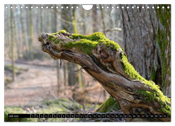 Produktbild: Magische Waldwesen (Wandkalender 2026 DIN A4 quer), CALVENDO Monatskalender