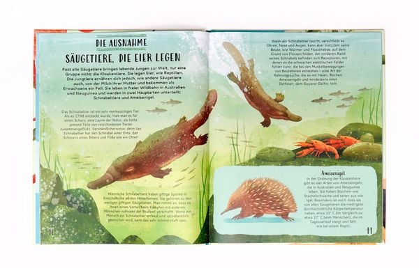 Produktbild: Sortiere deine Tiere