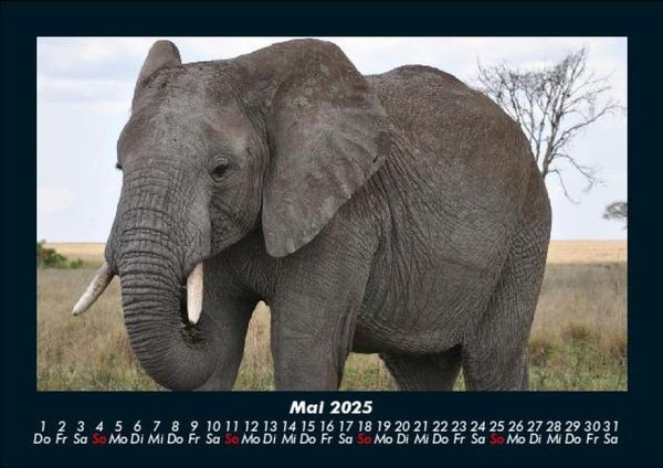 Produktbild: Der Elefantenkalender 2025 Fotokalender DIN A5