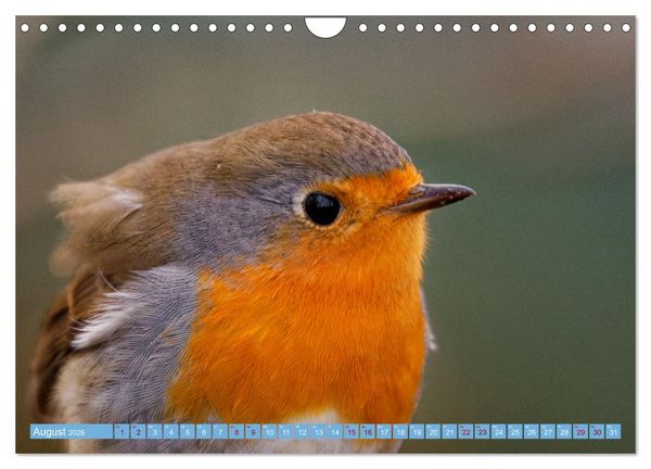 Produktbild: Rotkehlchen - Fotografiert von Ostfriesenfotografie (Wandkalender 2026 DIN A4 quer), CALVENDO Monatskalender