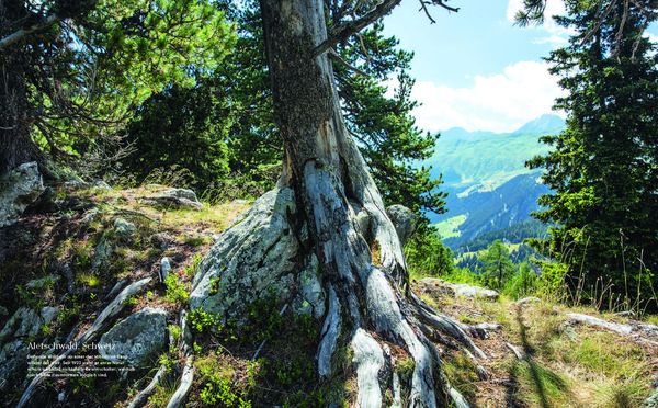 Into the Woods: Pilze suchen und Glück finden
