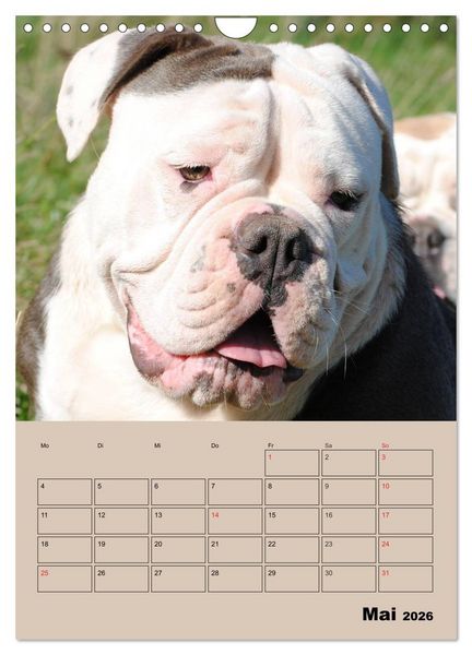 Produktbild: Bulldoggen-Gesichter (Wandkalender 2026 DIN A4 hoch), CALVENDO Monatskalender