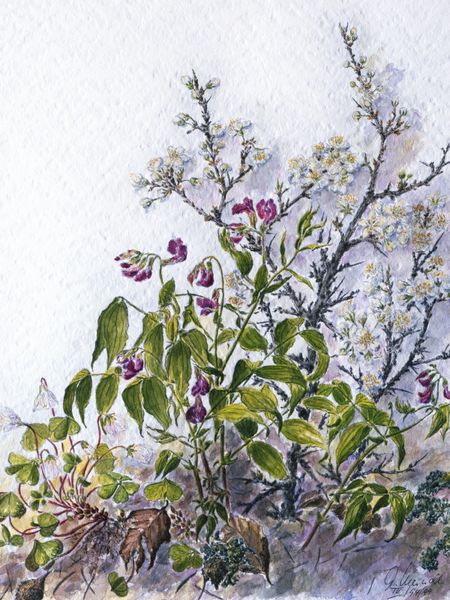 Produktbild: CALVENDO Puzzle Mischwald am Wegesrand: Sauerklee, Fr&uuml;hlingsplatterbse, bl&uuml;hende Schlehe | 1000 Teile Lege-Gr&ouml;&szlig;e 64x48cm Foto-Puzzle f&uuml;r gl&uuml;ckliche St