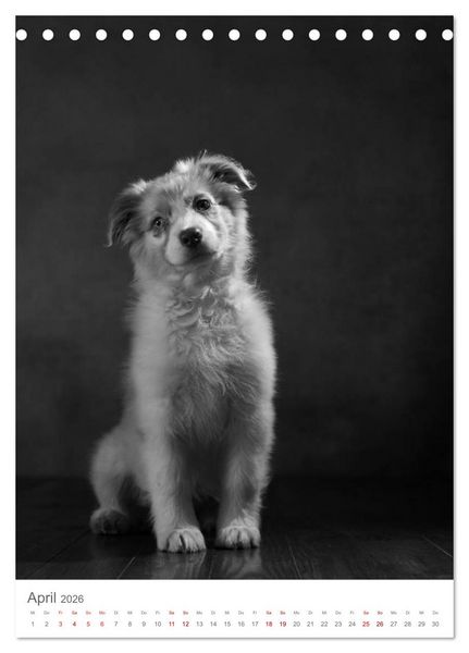 Produktbild: Fine Art Hundeportraits (Tischkalender 2026 DIN A5 hoch), CALVENDO Monatskalender