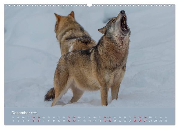 Produktbild: unter W&ouml;lfen (Wandkalender 2026 DIN A2 quer), CALVENDO Monatskalender