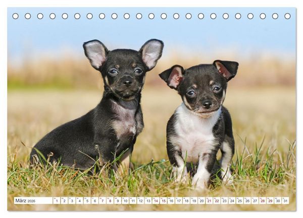 Produktbild: Enegieb&uuml;ndel Chihuahua - Temperament auf vier Pfoten (Tischkalender 2026 DIN A5 quer), CALVENDO Monatskalender