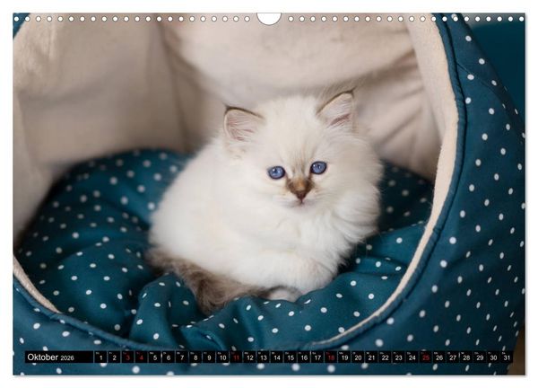 Produktbild: Heilige Birma Katzenkalender (Wandkalender 2026 DIN A3 quer), CALVENDO Monatskalender