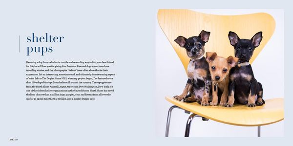 Produktbild: The Dogist Puppies