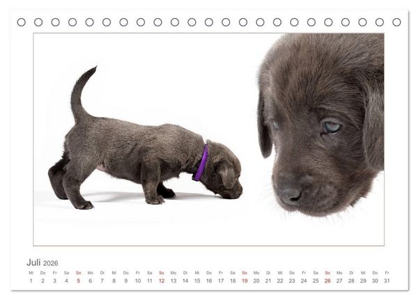 Produktbild: Labradorwelpen - Freunde f&uuml;rs Leben (Tischkalender 2026 DIN A5 quer), CALVENDO Monatskalender