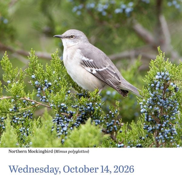 Produktbild: Audubon Birds Page-A-Day(r) Calendar 2026
