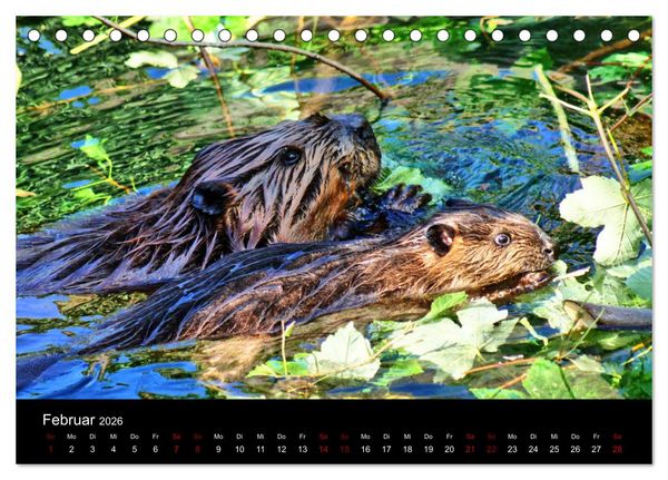 Produktbild: Das Leben der Biber (Tischkalender 2026 DIN A5 quer), CALVENDO Monatskalender