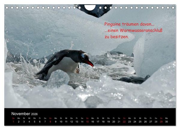 Produktbild: Wovon Pinguine tr&auml;umen (Wandkalender 2026 DIN A4 quer), CALVENDO Monatskalender