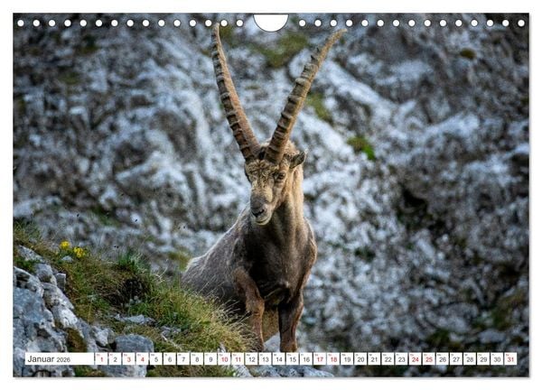 Produktbild: Steinb&ouml;cke - Majest&auml;tische Tiere der Alpen (Wandkalender 2026 DIN A4 quer), CALVENDO Monatskalender