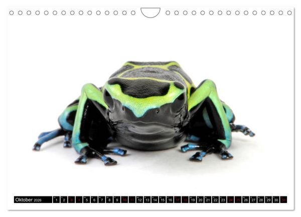 Produktbild: Amphibien und Reptilien (Wandkalender 2026 DIN A4 quer), CALVENDO Monatskalender