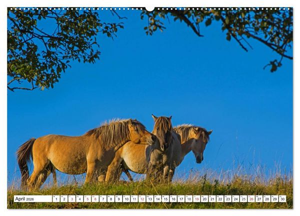 Produktbild: Konik - Frei geboren (hochwertiger Premium Wandkalender 2026 DIN A2 quer), Kunstdruck in Hochglanz