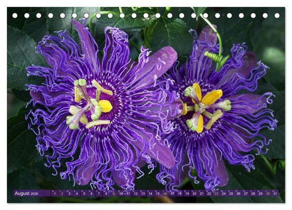 Produktbild: Flower Power - Zauberhafte K&uuml;belpflanzen (Tischkalender 2026 DIN A5 quer), CALVENDO Monatskalender