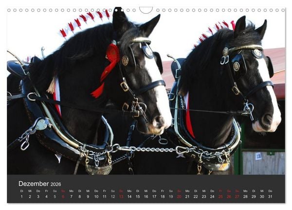 Produktbild: Shire Horse &bull; Prunkvolle Giganten (Wandkalender 2026 DIN A3 quer), CALVENDO Monatskalender
