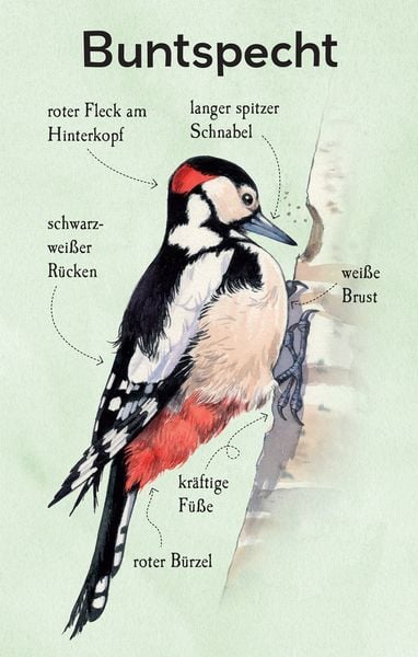 Produktbild: Natur-Entdecker-Karten: Unsere heimischen V&ouml;gel