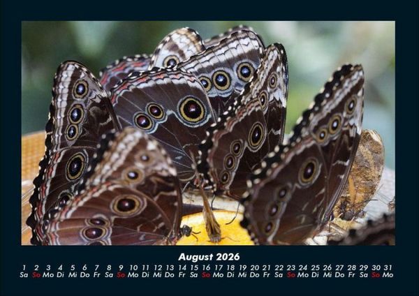 Produktbild: Bunte Pracht der Schmetterlinge 2026 Fotokalender DIN A4