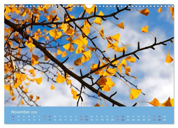 Produktbild: Geliebter Ginkgo (Wandkalender 2026 DIN A3 quer), CALVENDO Monatskalender