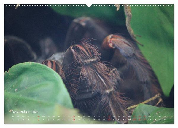 Produktbild: Vogelspinnen (hochwertiger Premium Wandkalender 2026 DIN A2 quer), Kunstdruck in Hochglanz