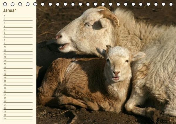 Produktbild: Der wollige Geburtstagskalender (Tischkalender immerw&auml;hrend DIN A5 quer)