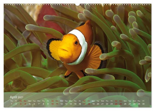 Produktbild: Anemonefish - always busy - always on the move (High Quality Premium Wall Calendar 2027 DIN A2 landscape),CALVENDO 12 Month Wall Calendar