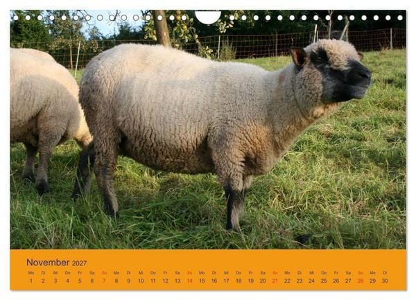 Produktbild: Shropshire Schafe (Wandkalender 2027 DIN A4 quer), CALVENDO Monatskalender