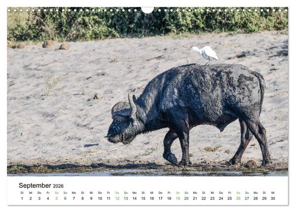 Produktbild: B&uuml;ffel - wild und sch&ouml;n (Wandkalender 2026 DIN A3 quer), CALVENDO Monatskalender