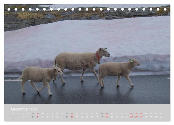 Produktbild: Ganz sch&ouml;n Schaf (Tischkalender 2026 DIN A5 quer), CALVENDO Monatskalender