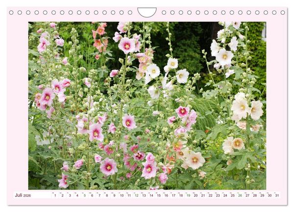 Produktbild: Wundersch&ouml;ne Malven (Wandkalender 2026 DIN A4 quer), CALVENDO Monatskalender