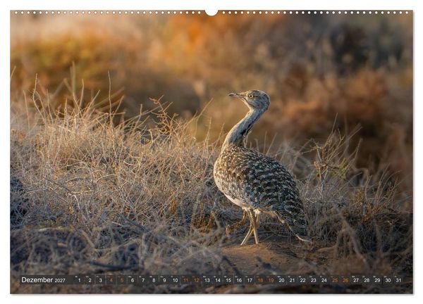 Produktbild: Die sch&ouml;nsten Brutv&ouml;gel Lanzarotes (Wandkalender 2027 DIN A2 quer), CALVENDO Monatskalender