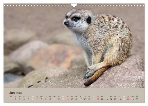 Produktbild: Quirlige Erdm&auml;nnchen (Wandkalender 2026 DIN A3 quer), CALVENDO Monatskalender