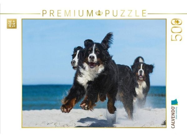 CALVENDO Puzzle Ein Motiv aus dem Kalender Berner Sennenhund 2017 | 500 Teile Lege-Größe 48 × 36 cm Foto-Puzzle für Erwachsene