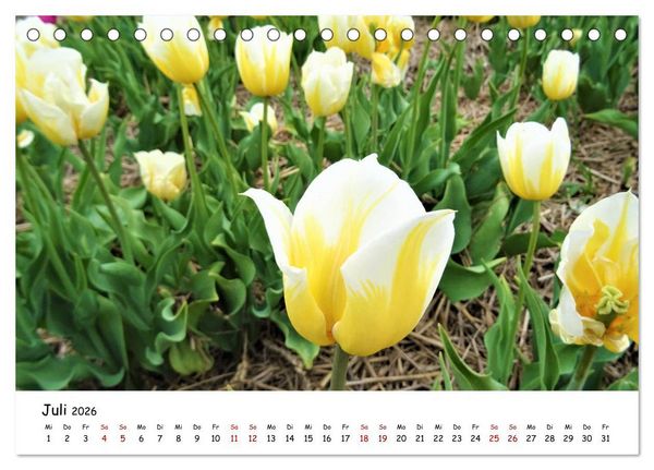 Produktbild: Tulpenbl&uuml;te in Flevoland 2026 (Tischkalender 2026 DIN A5 quer), CALVENDO Monatskalender