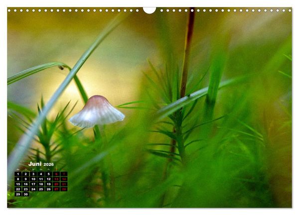 Produktbild: Pilzmagie (Wandkalender 2026 DIN A3 quer), CALVENDO Monatskalender
