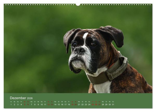 Produktbild: Fantastische Boxer - Sieger der Herzen (Wandkalender 2026 DIN A2 quer), CALVENDO Monatskalender
