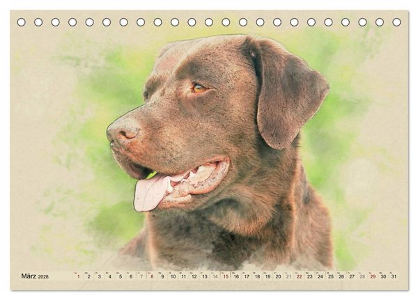 Produktbild: Labrador Retriever 2026 (Tischkalender 2026 DIN A5 quer), CALVENDO Monatskalender